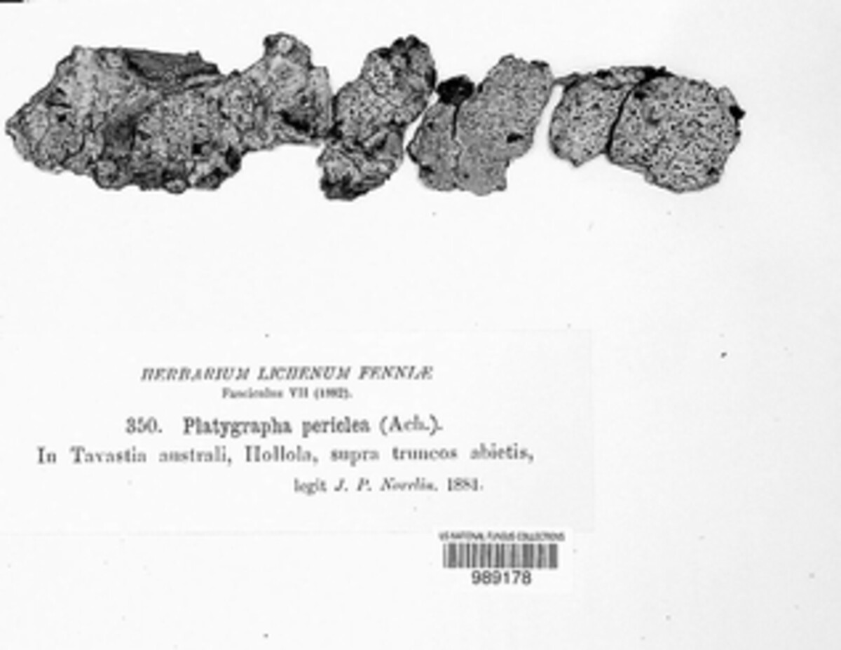 Lithographa image